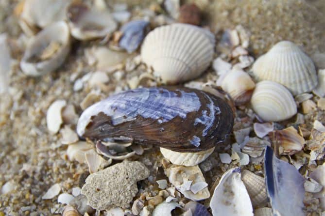 muscheln sylt