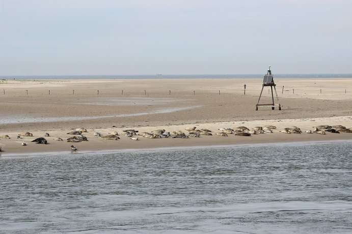 Die östliche Seite Norderneys mit Kegelrobben, Seehunden und Ostbake 